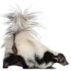 Striped Skunk, Mephitis Mephitis, 5 years old, standing in front of white background