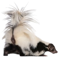 skunk_v1