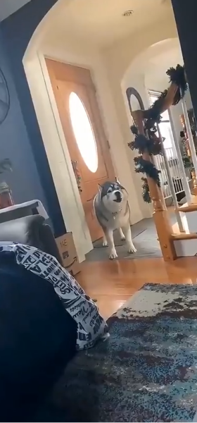 husky_drama
