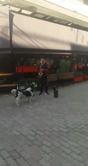sax_deut