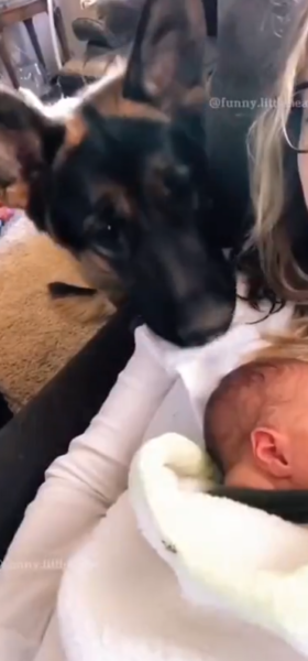 dog_n_babies