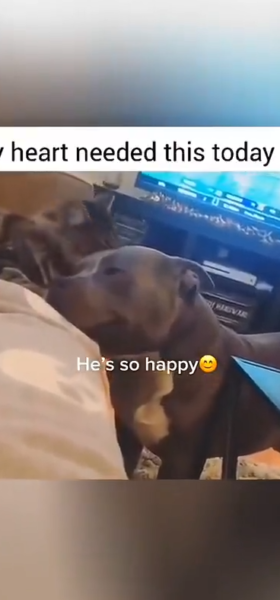 dogs_n_cats dogs_n_cats