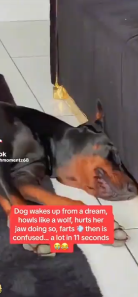dreams dreams