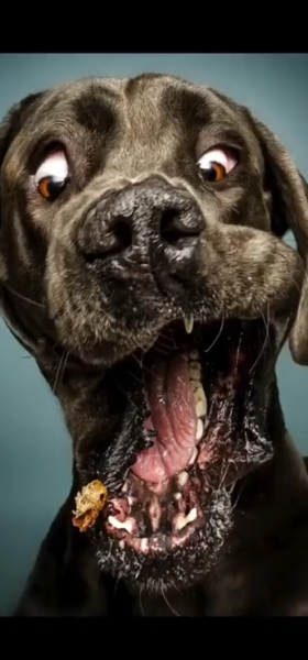 getting_treats
