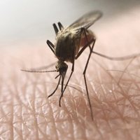 mosquito