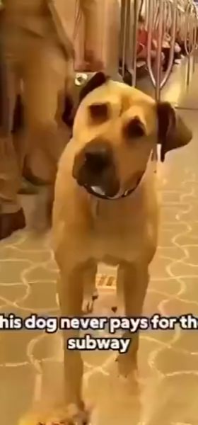 boji boji