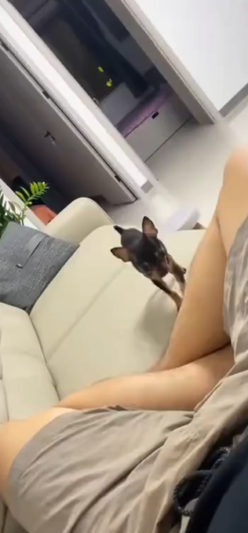 dog_things
