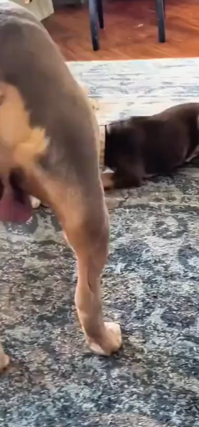 goof_balls-4