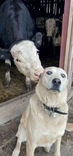 dont_move