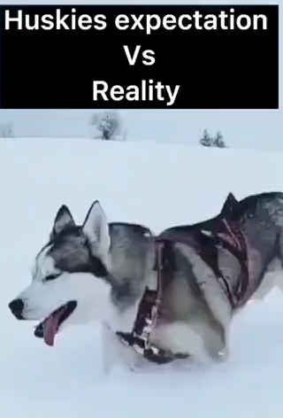 huskies