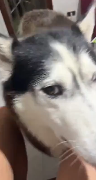 italian_woofs
